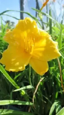 HEMEROCALLIS 'Stella d'Oro' - image 1