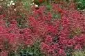 CENTRANTHUS ruber coccineus