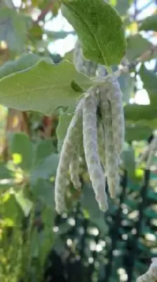GARRYA elliptica