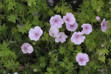 GERANIUM sanguineum striatum