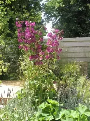 PENSTEMON 'Blackbird'