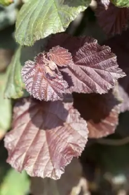 CORYLUS maxima 'Purpurea' - image 2