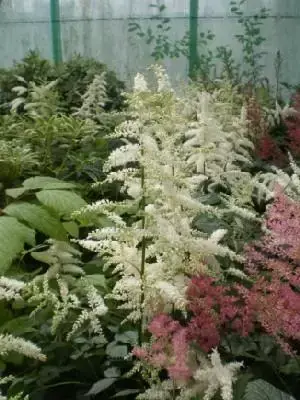 ASTILBE 'Deutschland' - image 1