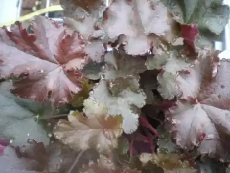 HEUCHERA 'Chocolate Ruffles'