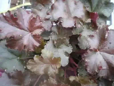 HEUCHERA 'Chocolate Ruffles'