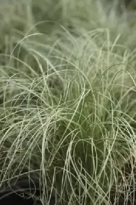 CAREX comans 'Frosted Curls' - image 1