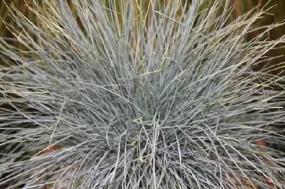 FESTUCA glauca 'Elijah Blue'