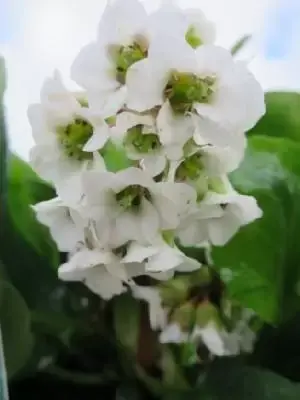 BERGENIA 'Bressingham White'