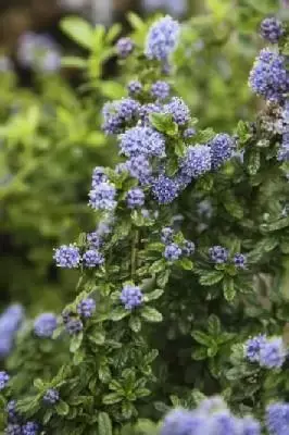 CEANOTHUS 'Blue Mound'