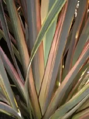 PHORMIUM 'Maori Queen'