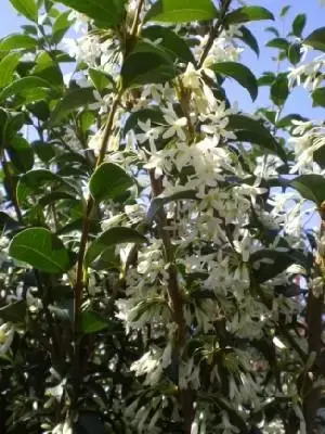 OSMANTHUS x burkwoodii