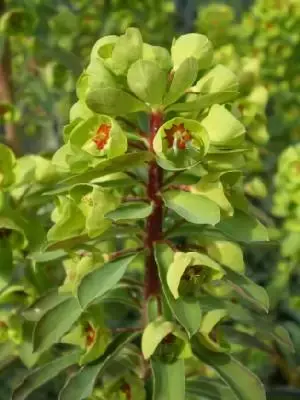 EUPHORBIA x martini - image 1