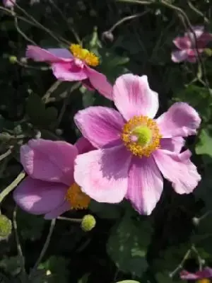 ANEMONE hupehensis 'Hadspen Abundance'