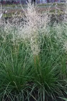 DESCHAMPSIA cespitosa 'Goldtau'