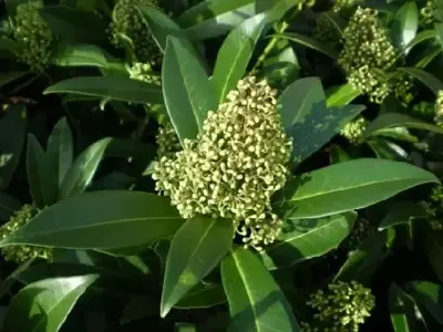 SKIMMIA x confusa 'Kew Green'