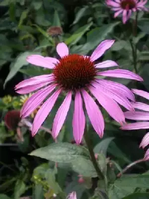 ECHINACEA purpurea 'Magnus'