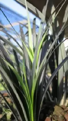 OPHIOPOGON planiscapus 'Nigrescens'