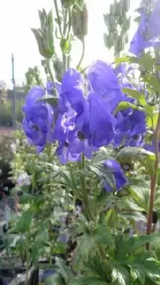 ACONITUM carmichaelii 'Arendsii'