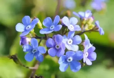 BRUNNERA macrophylla