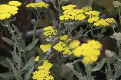 ACHILLEA 'Moonshine'