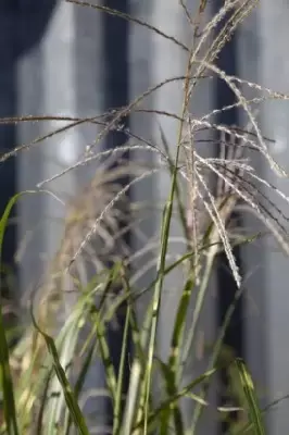 MISCANTHUS sinensis 'Zebrinus'