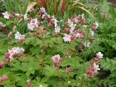 GERANIUM macrorrhizum 'Spessart'