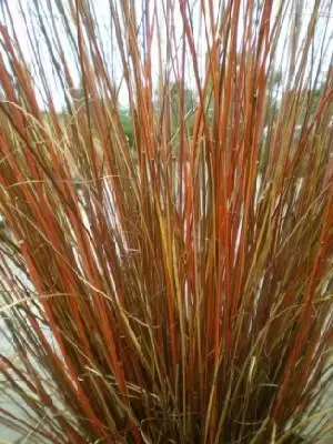 CAREX buchananii - image 3