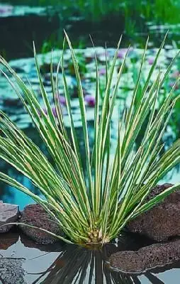 ACORUS gramineus 'Variegatus'