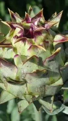 CYNARA cardunculus