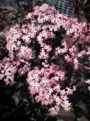 SAMBUCUS nigra 'Black Beauty'