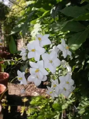 SOLANUM laxum 'Album'