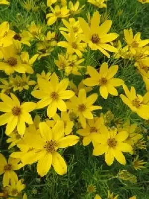 COREOPSIS verticillata 'Zagreb'