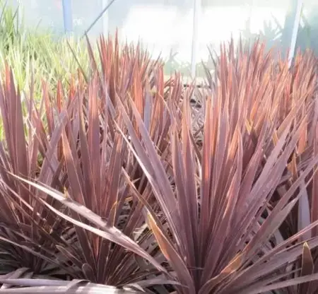 CORDYLINE 'Red Star'