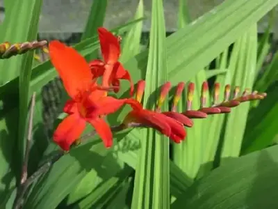 CROCOSMIA x crocosmiiflora 'Emberglow'
