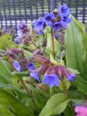 PULMONARIA 'Blue Ensign' - image 1