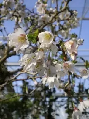 PRUNUS incisa 'Kojo-no-mai'