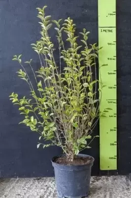 LIGUSTRUM ovalifolium 'Aureum'