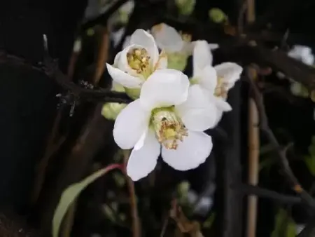 CHAENOMELES speciosa 'Nivalis'