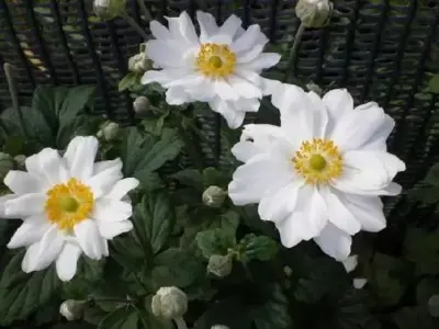 ANEMONE x hybrida 'Whirlwind' - image 2