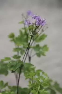 THALICTRUM 'Black Stockings'