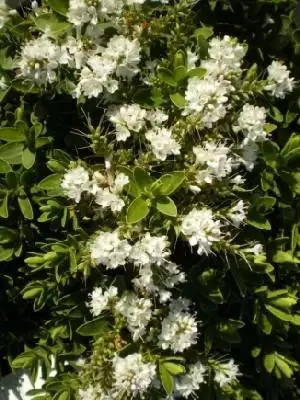 VERONICA 'Wiri Mist'