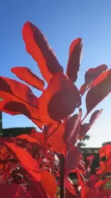 COTINUS 'Grace'