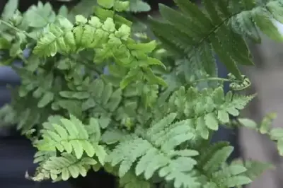 DRYOPTERIS atrata