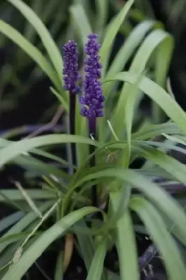 LIRIOPE muscari - image 2