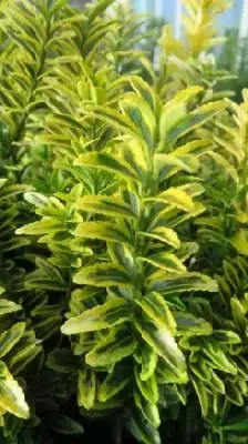 EUONYMUS japonicus 'Microphyllus Aureovariegatus'