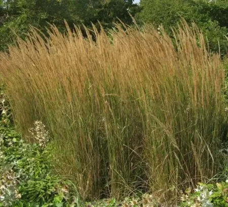 CALAMAGROSTIS x acutiflora 'Karl Foerster' - image 1