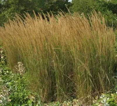 CALAMAGROSTIS x acutiflora 'Karl Foerster'