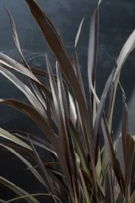 PHORMIUM 'Platt's Black'