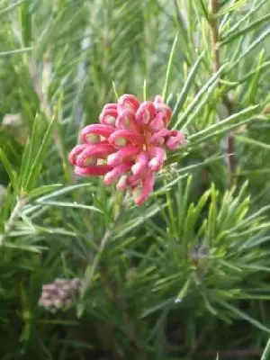 GREVILLEA juniperina