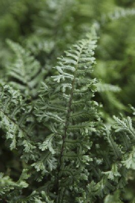 DRYOPTERIS affinis 'Cristata'